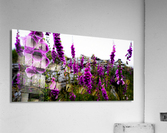 Foxgloves Acrylic Print