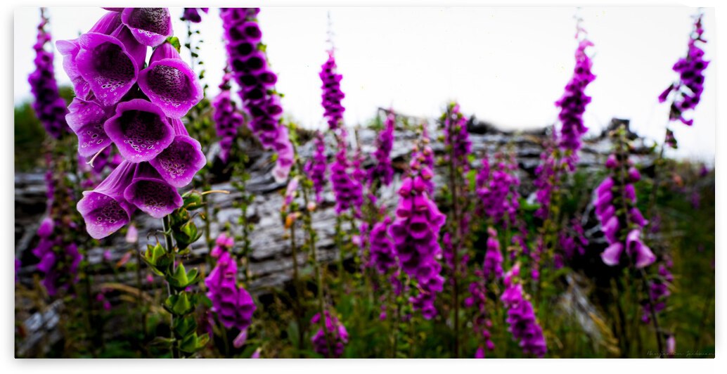 Foxgloves by Ben Jackman