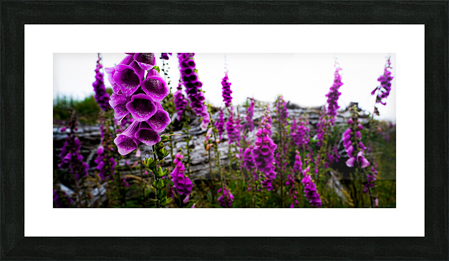 Foxgloves Picture Frame print