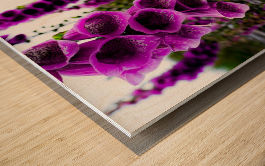 Foxgloves Wood print