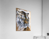 Tigre Acrylic Print