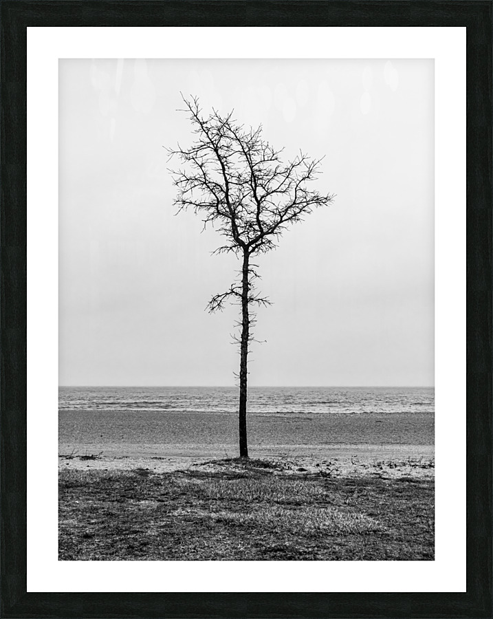 Lone Tree Beach Picture Frame print