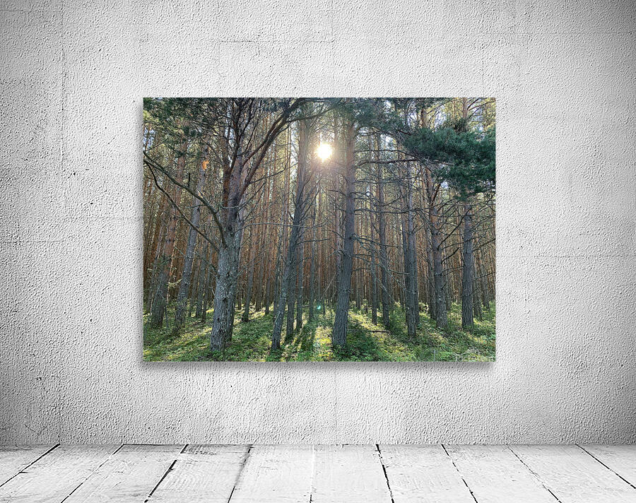 forest prison Wall Preview
