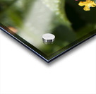 Lantana9EFS Acrylic print