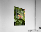 Lantana9EFS Acrylic Print