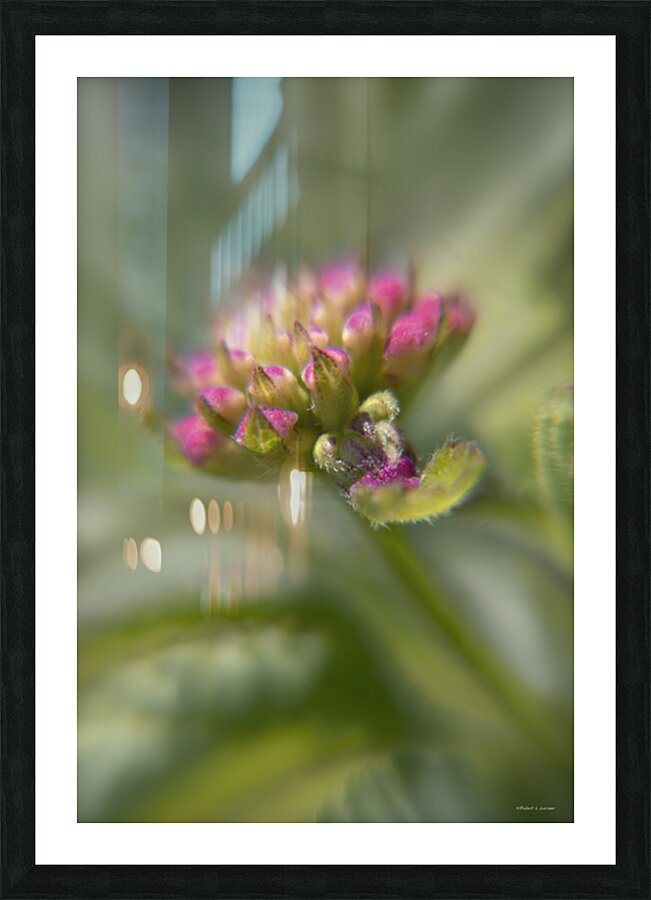 Lantana13EFS Picture Frame print