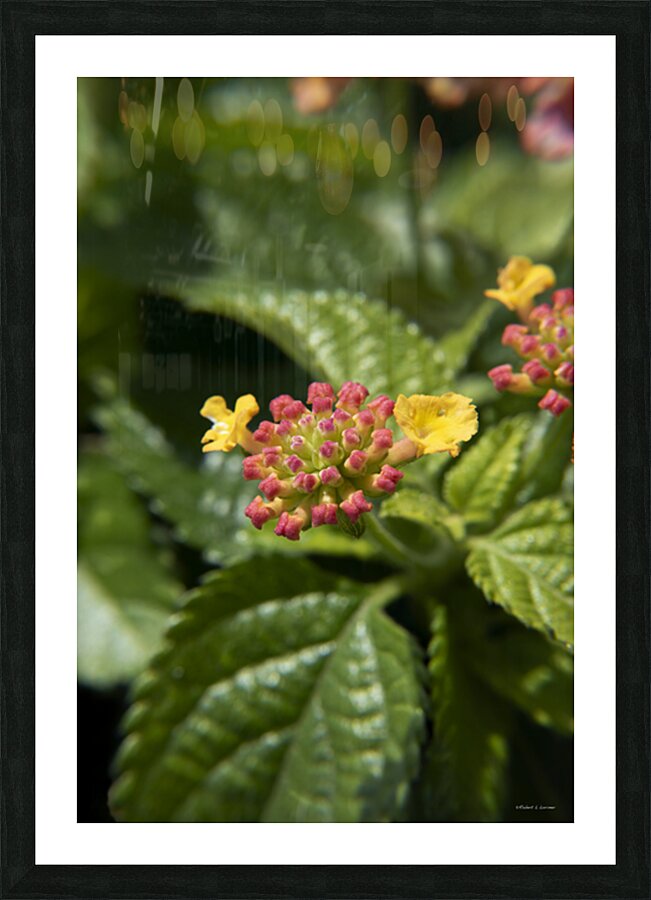 Lantana9EFS Picture Frame print