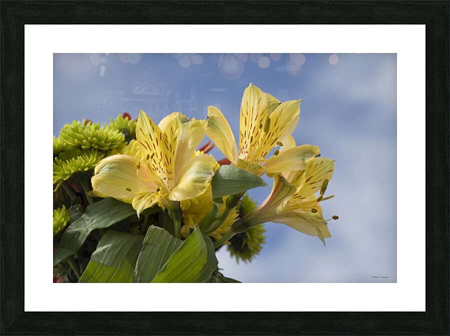 Peruvian Lily Picture Frame print
