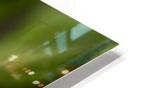 Cactus29 HD Metal print