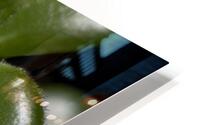 Cactus12 HD Metal print