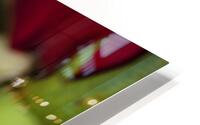 rose HD Metal print