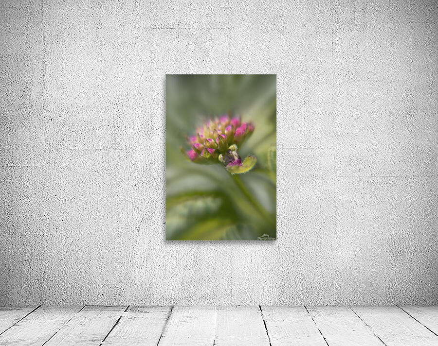 Lantana13EFS Wall Preview