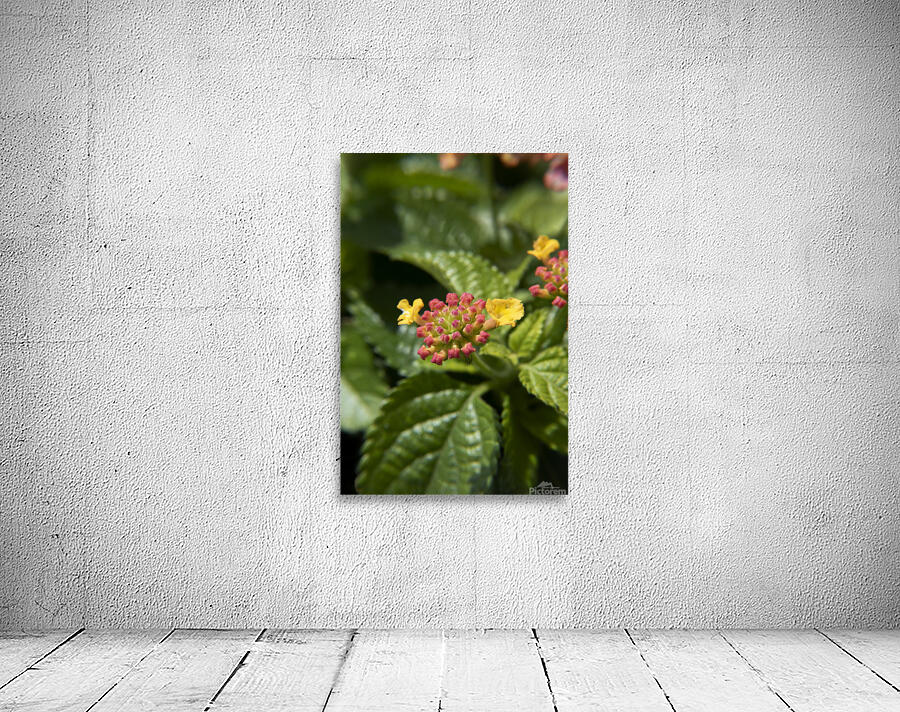 Lantana9EFS Wall Preview