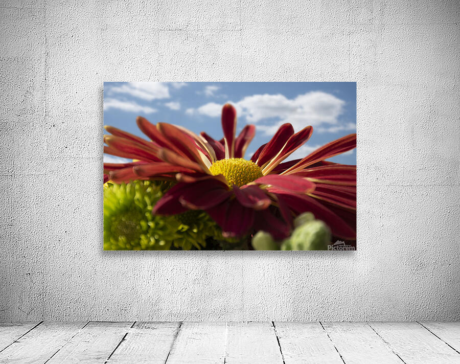 Chrysanthemum Wall Preview
