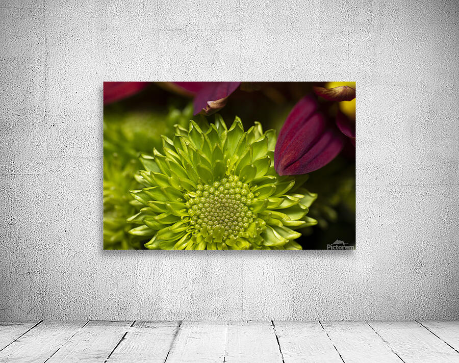 Crysanthemum56 Wall Preview