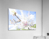 spring tree 3 Acrylic Print