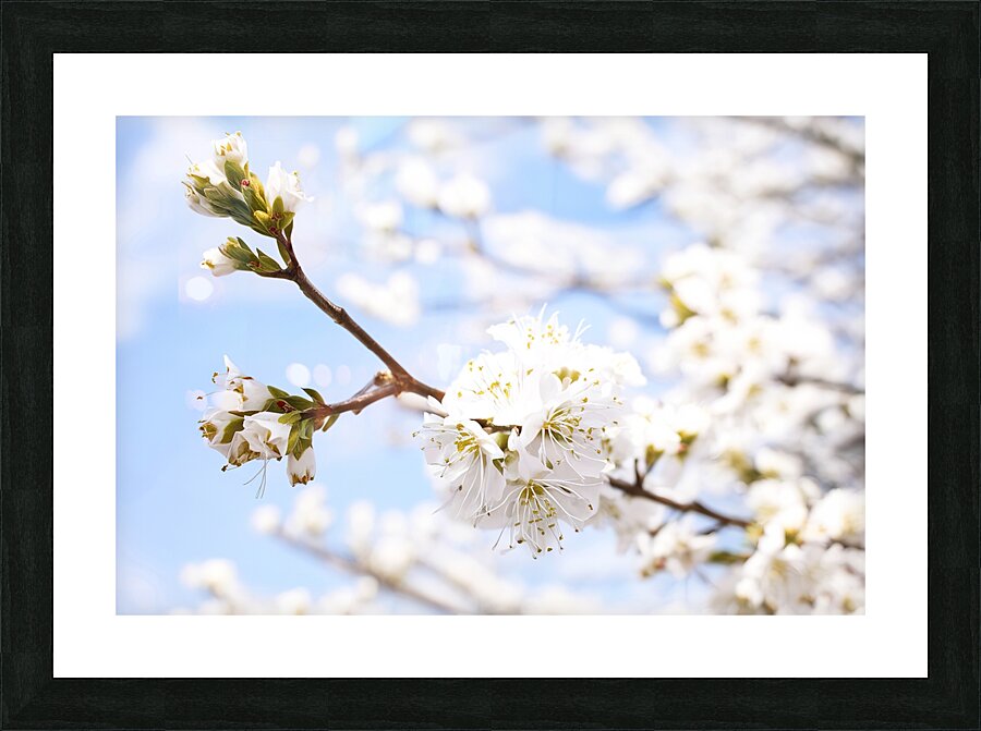 spring tree 2 Picture Frame print