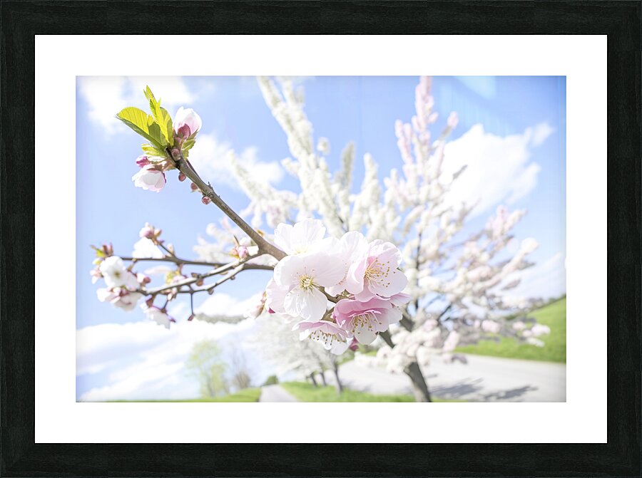 spring tree 3 Picture Frame print