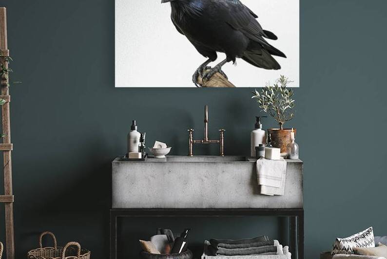 Common Raven isolated on white corvus corax 1 by Lucian Dragan