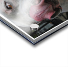 CORDON ROUGE Acrylic print