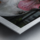 CORDON ROUGE Metal print