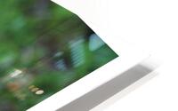 DIS OUI HD Metal print