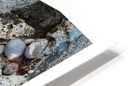 LES NIDS HD Metal print
