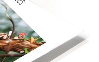 LES BIBITTES 1 HD Metal print
