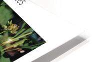 LES BIBITTES 8 HD Metal print
