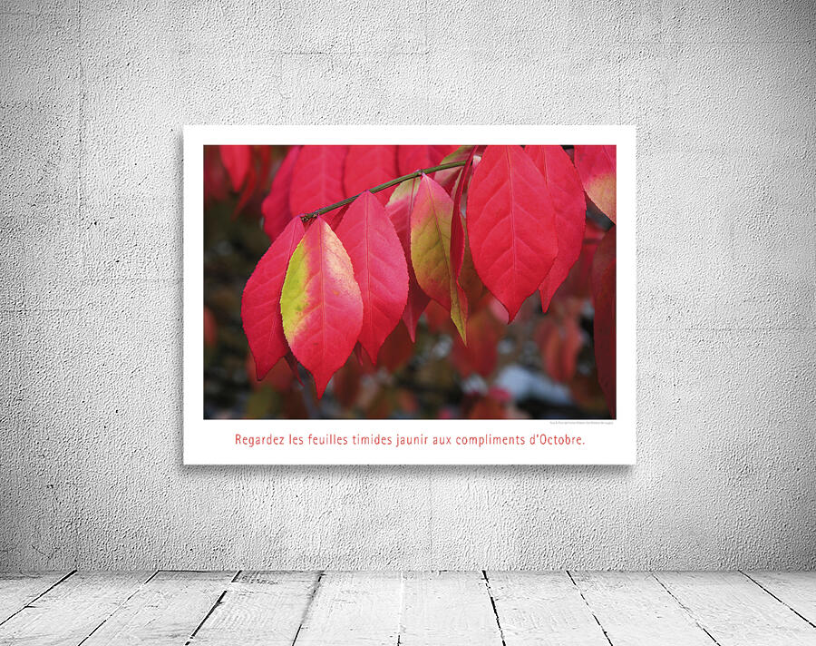 UN ARBRE TIMIDE  Wall Preview