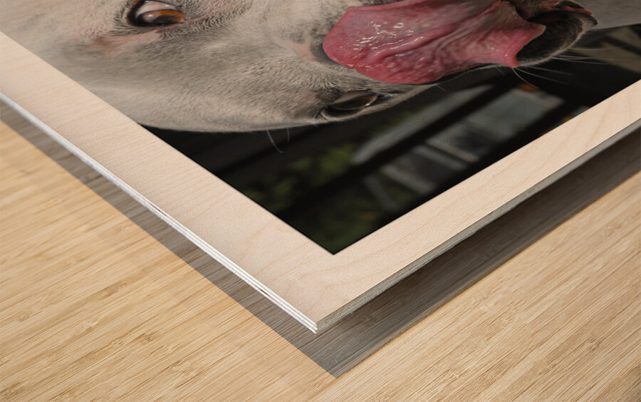 CORDON ROUGE Wood print