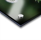 Take a bow Acrylic print