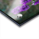 Poised Acrylic print