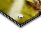 The mighty one  Acrylic print