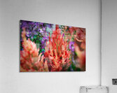 Celosia  Acrylic Print
