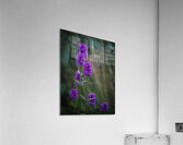 Poised Acrylic Print