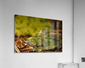 The mighty one  Acrylic Print