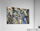 Concentration  Acrylic Print