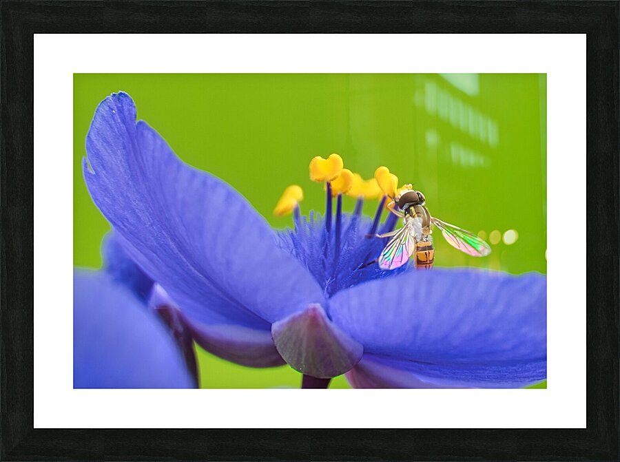 The wings Picture Frame print