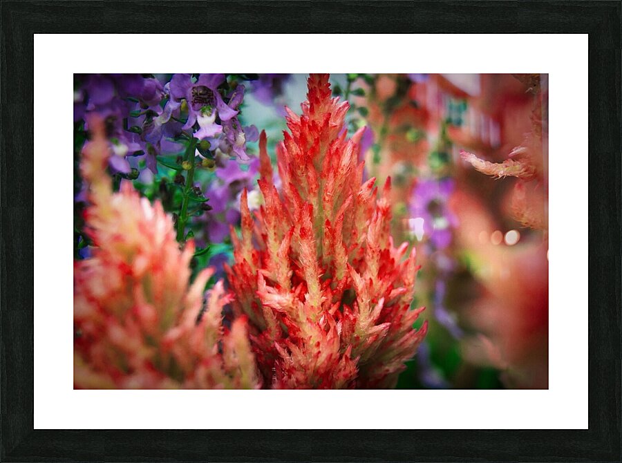 Celosia  Picture Frame print