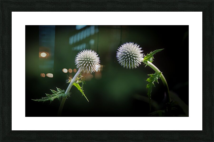 Take a bow Picture Frame print