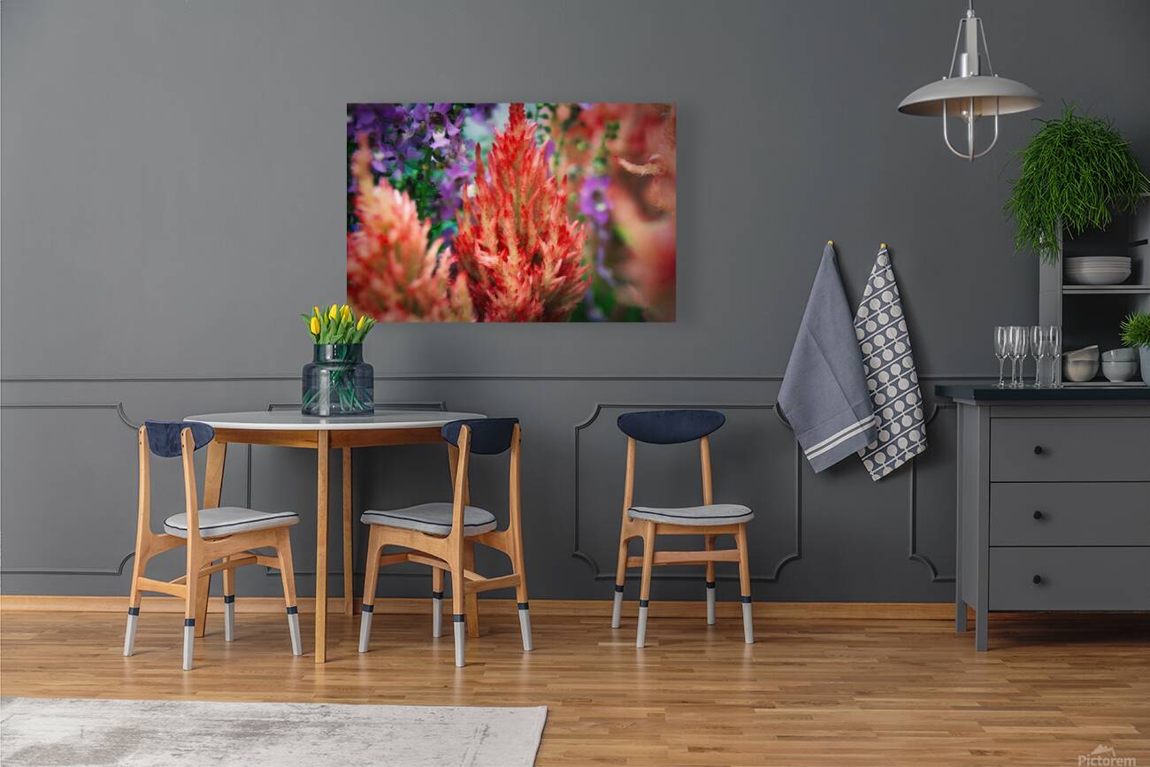 Celosia  Reproduction