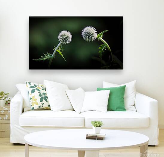 Take a bow Reproduction