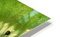 Fresh Slice                         HD Metal print