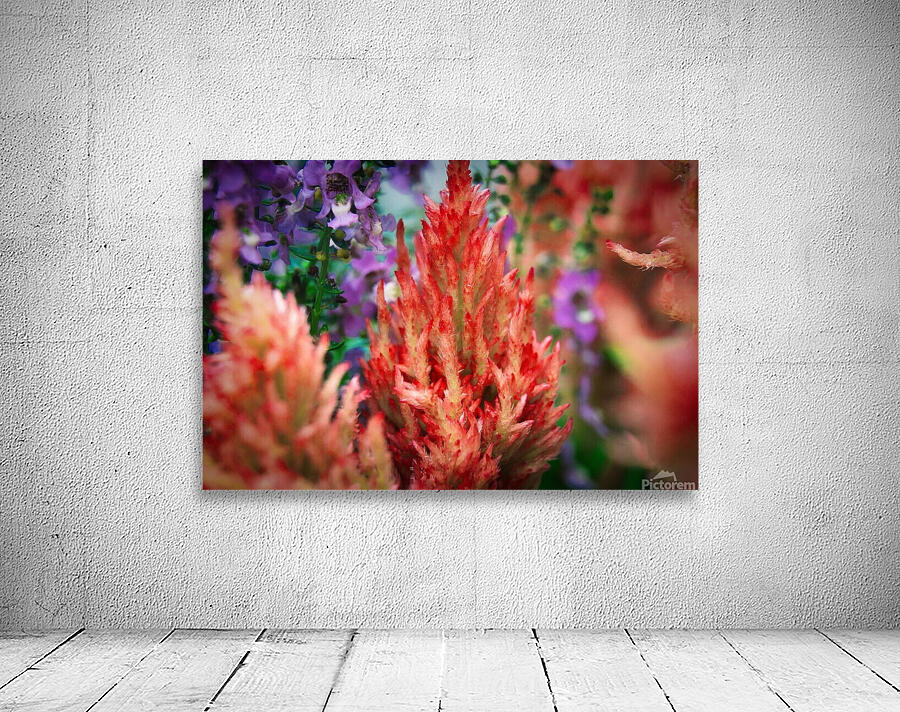 Celosia  Wall Preview