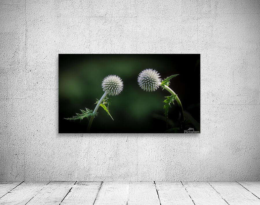 Take a bow Wall Preview