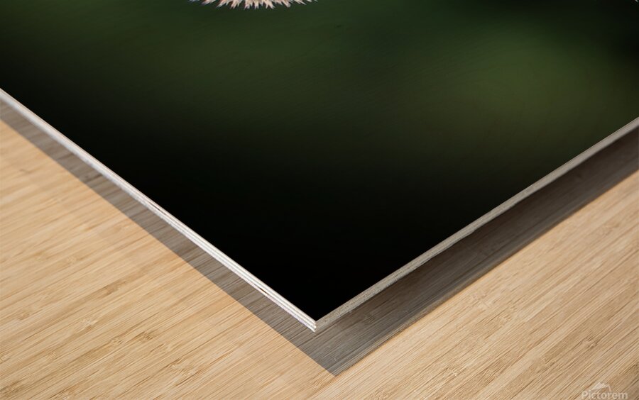 Take a bow Wood print