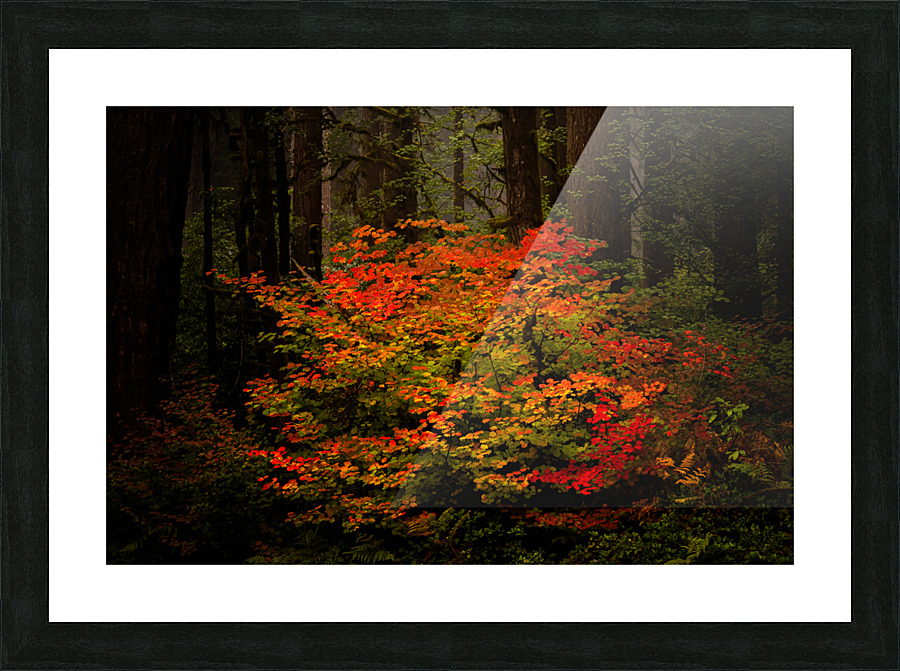  DSC7513 Edit Edit Edit Picture Frame print