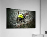 The Golden Bumble Bee. Acrylic Print
