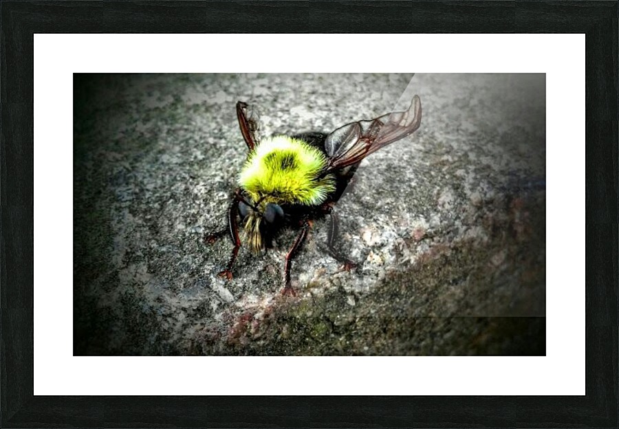 The Golden Bumble Bee. Picture Frame print